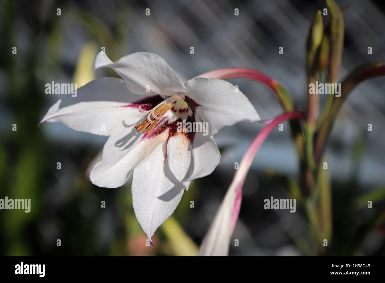 Weiße und marroonale Farben auf einer Murielae-Pflanze Stockfoto