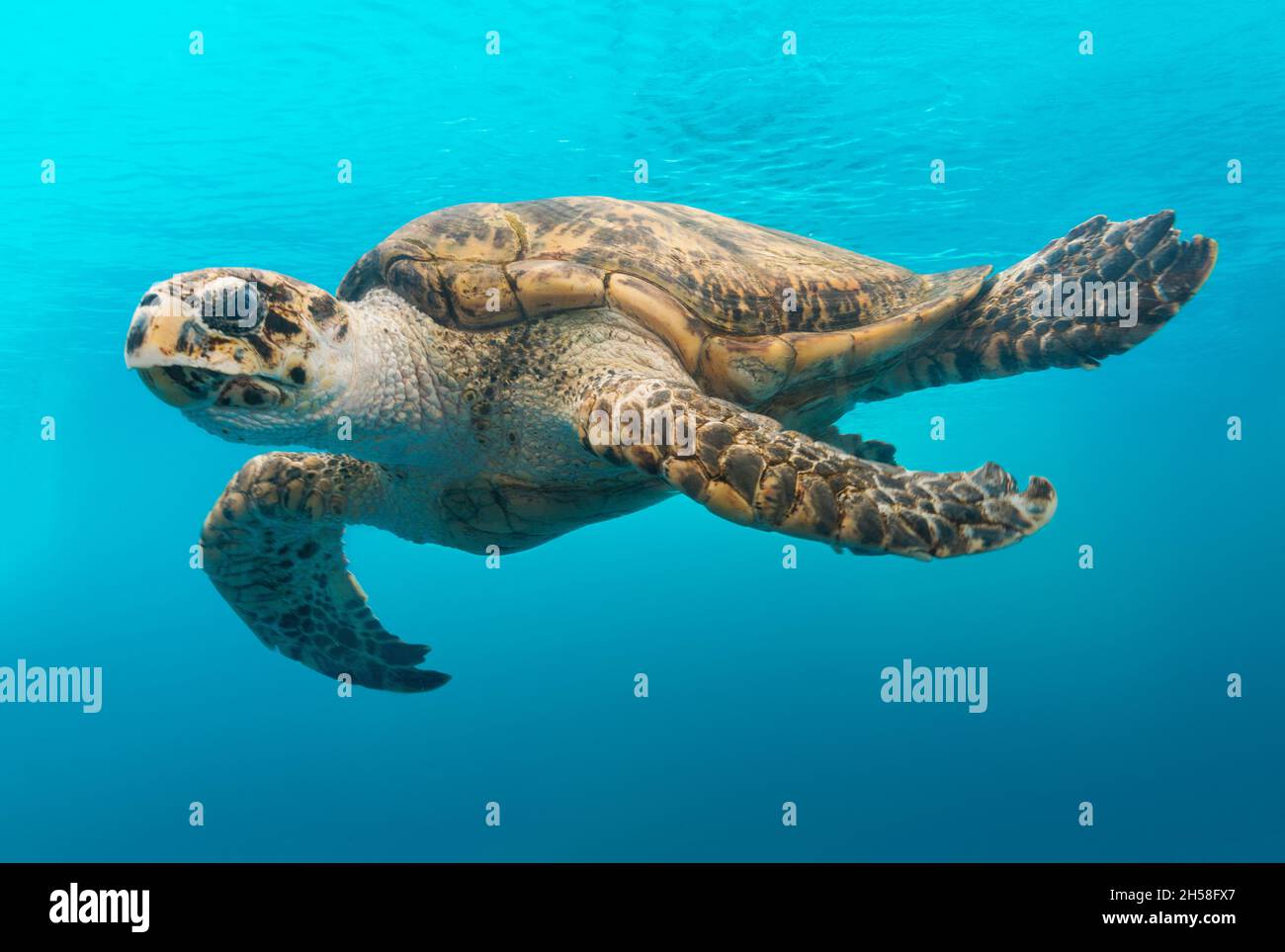 Im Texas State Aquarium in Corpus Christi gleitet eine Schildkröte durch das Wasser. Originalbild aus Carol M. Highsmith’s America, Library of Congress Stockfoto