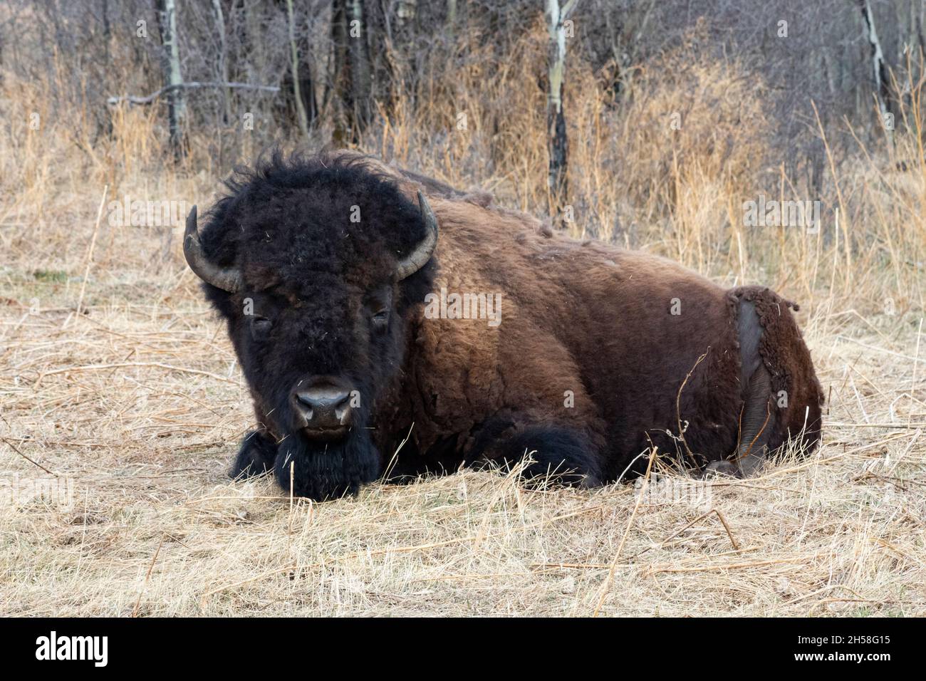 Plains Bison liegt im Frühjahr in verbranntem Gras. Ganzkörper, Gesicht zur Kamera, Körper zur Seite Stockfoto