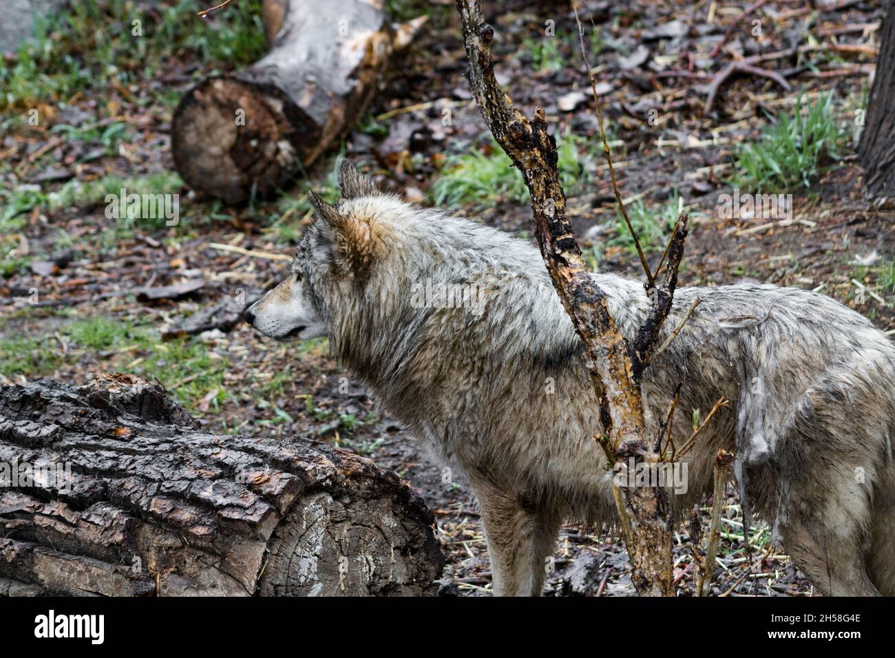 Grauer Wolf mit Blick auf links im Regen mit Gras, Bodenabdeckung und Baumstämmen auf dem Foto Stockfoto