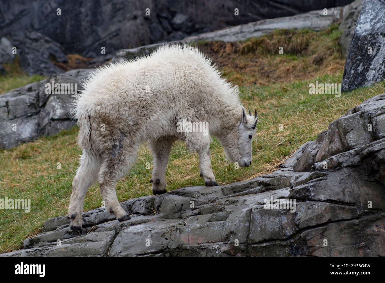 Bergziege, die leicht von der Kamera weg läuft, riecht den Boden, es regnet und alles ist nass. Rutschige Felsen und flaches Gras Stockfoto