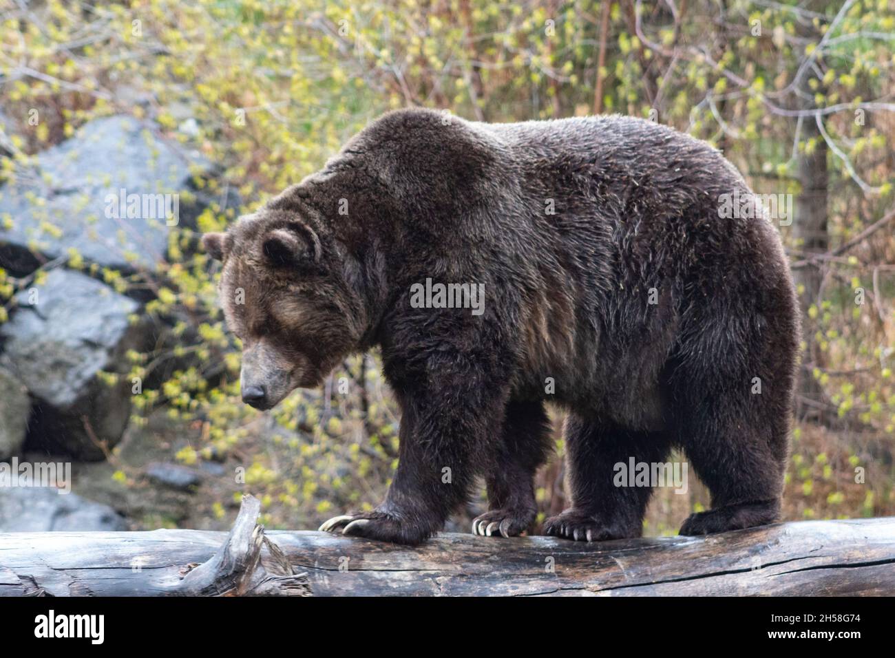 grizzly Bär balanciert auf nassem Baumstamm im Regen, geht seitwärts, Vollkörper, Bäume und Felsen im Hintergrund Stockfoto