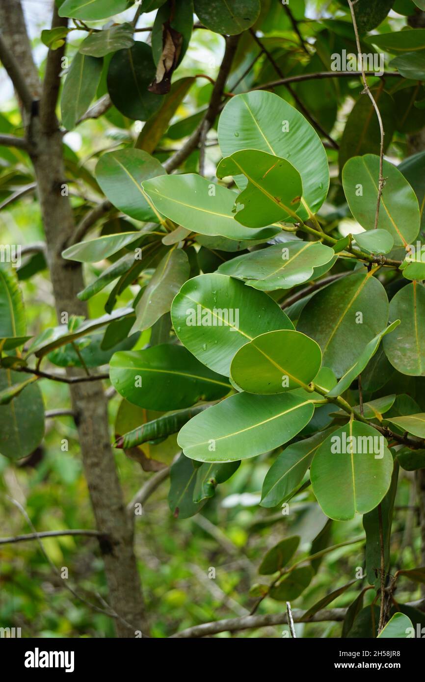 Calophyllum inophyllum (Tamanu, Mastwood, Beach calophyllum, beautyleaf, Singhala, Alexandrinischer Lorbeer, Ballbaum, Strand touriga, Borneo-Mahagoni) mit n Stockfoto