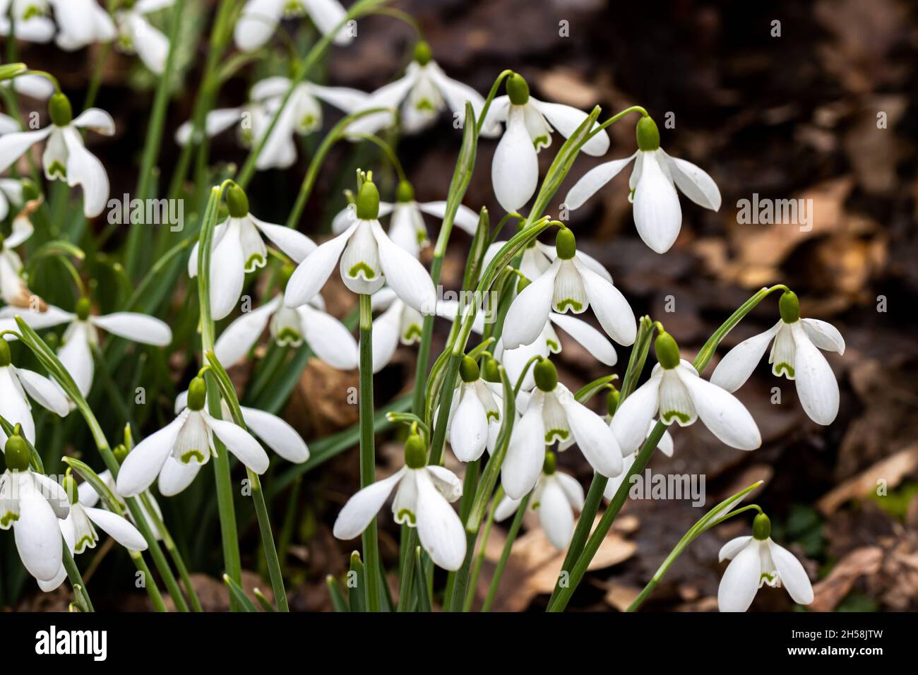 Galanthus Magnet oder Schneeglöckchen, blüht im Frühling Stockfoto