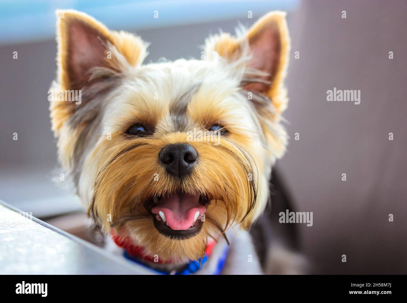 Eine schöne Schnauze eines kleinen braunen Yorkshire Terrier Hundes