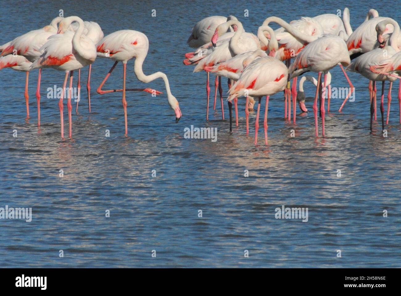 Nahaufnahme einer wilden Watschar, spiegelte Flamingos im Rhonelta von Frankreich. Stockfoto