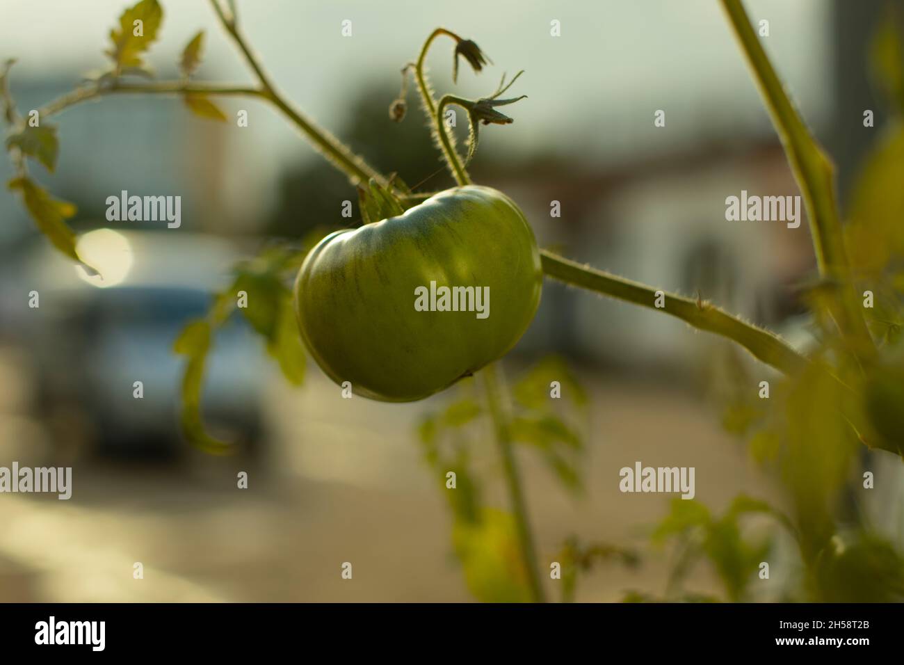 Tomaten auf einem Zweig. Unreife Tomaten wachsen aus Töpfen. Gemüse zu Hause anbauen. Tomaten reifen unter der Sonne. Stockfoto
