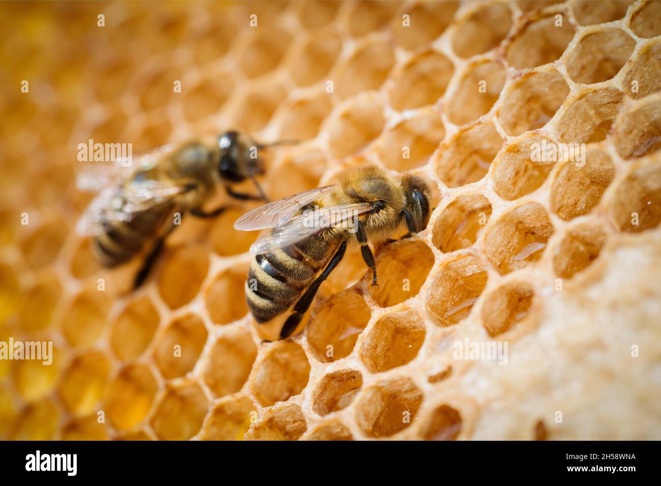 Makro-Foto von arbeitenden Bienen auf Waben. Imkerei und Honigproduktion Bild Stockfoto