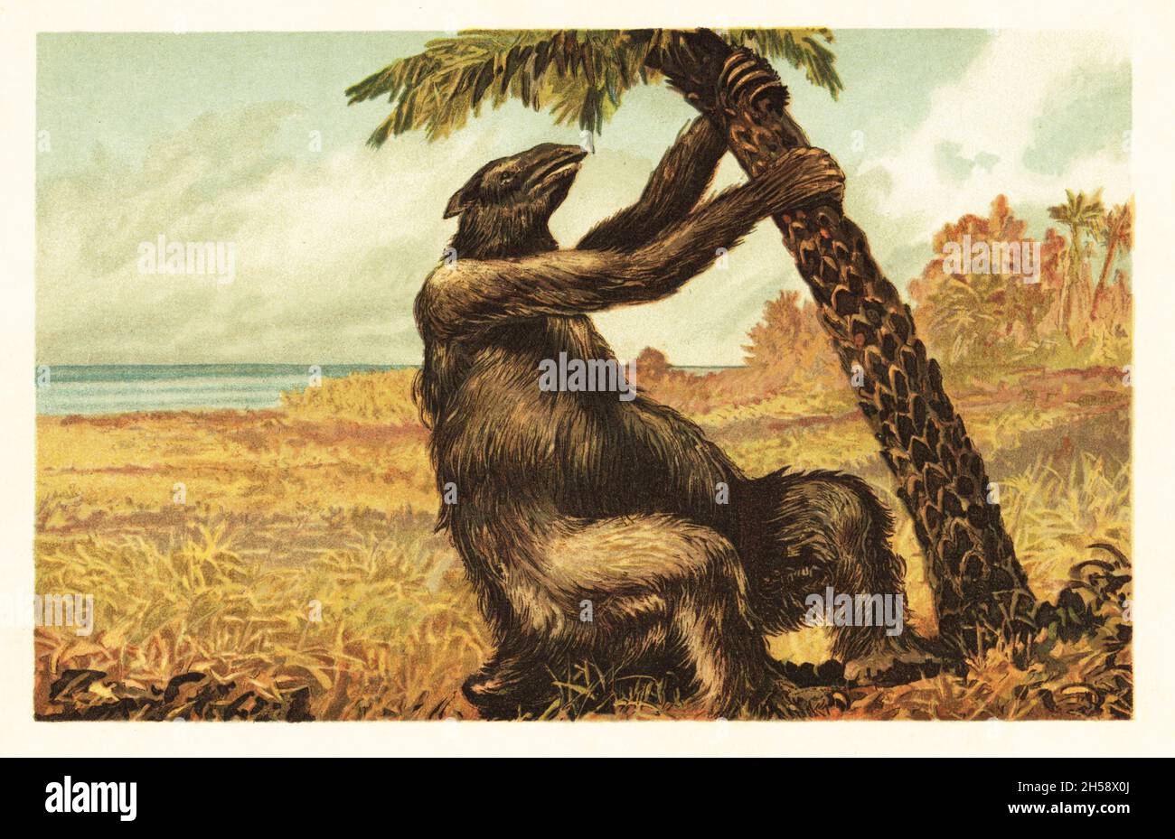 Megatherium americanum zieht an einer Palme. Ausgestorbene Bodenfaultiere, die in Südamerika endemisch sind, vom frühen Pliozän bis zum Pleistozän. Megatherium americanum. Farblich gedruckte Illustration von F. John aus Wilhelm Bolsches Tiere der Urwelt, Reichardt Cocoa Company, Hamburg, 1908. Stockfoto