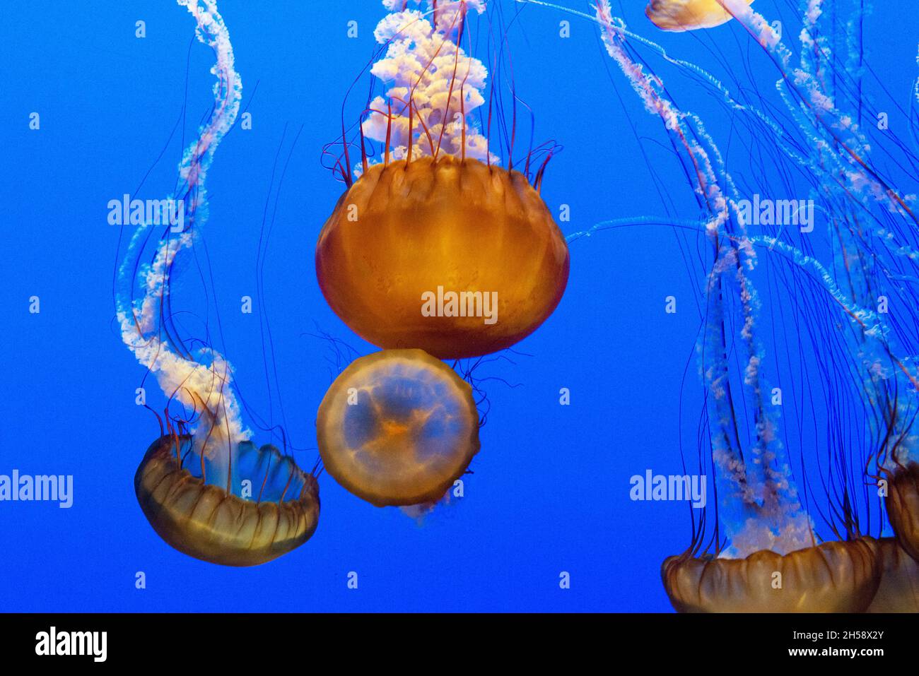 Für die Darstellung von Quallen verwendet das Monterey Bay Aquarium einen Kreisel-Tank, der eine kreisförmige Strömung erzeugt, um die Quallen zu stützen und aufzuhängen. Original im Stockfoto