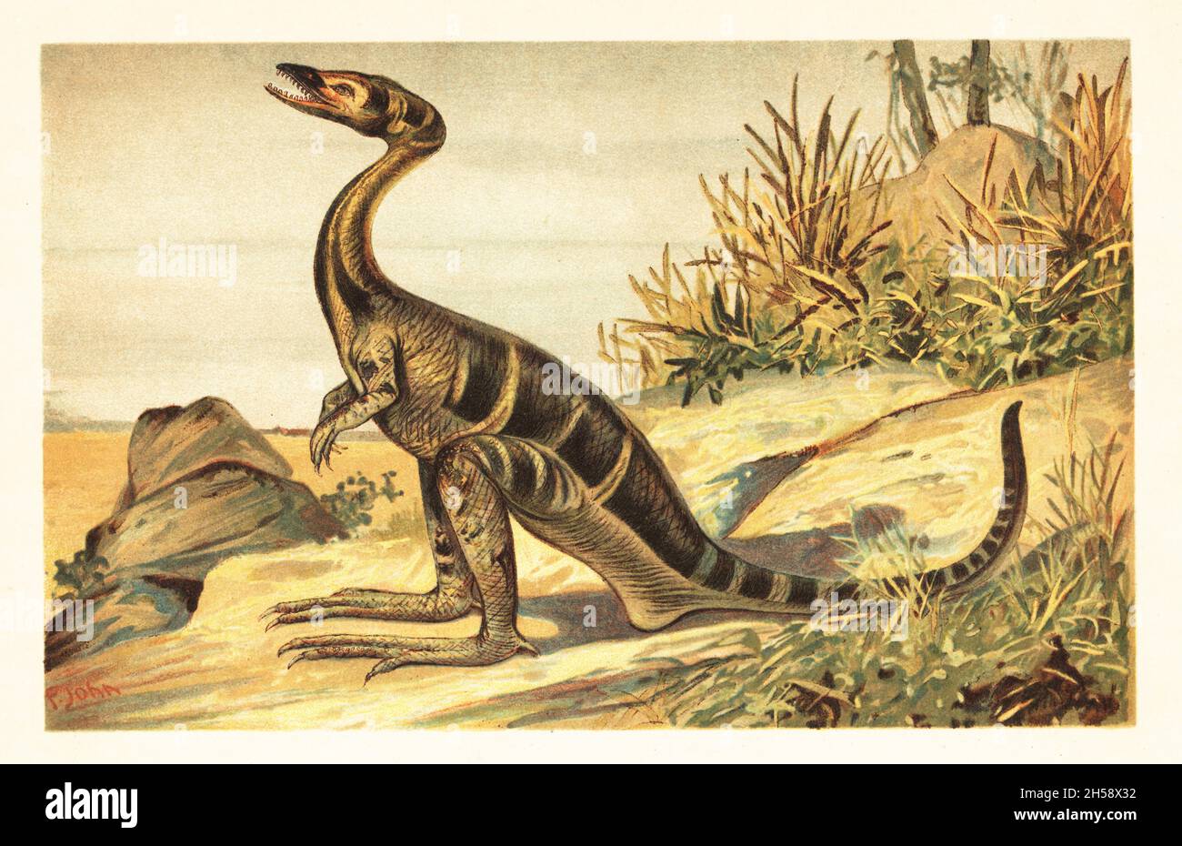 Compsognathus longipes, ausgestorbene Arten von kleinen, zweibadigen, fleischfressenden Theropod-Dinosauriern des Tithonian, spätem Jura. Compsognathus longipes Wagner. (Zierschnabel). Farblich gedruckte Illustration von F. John aus Wilhelm Bolsches Tiere der Urwelt, Reichardt Cocoa Company, Hamburg, 1908. Stockfoto