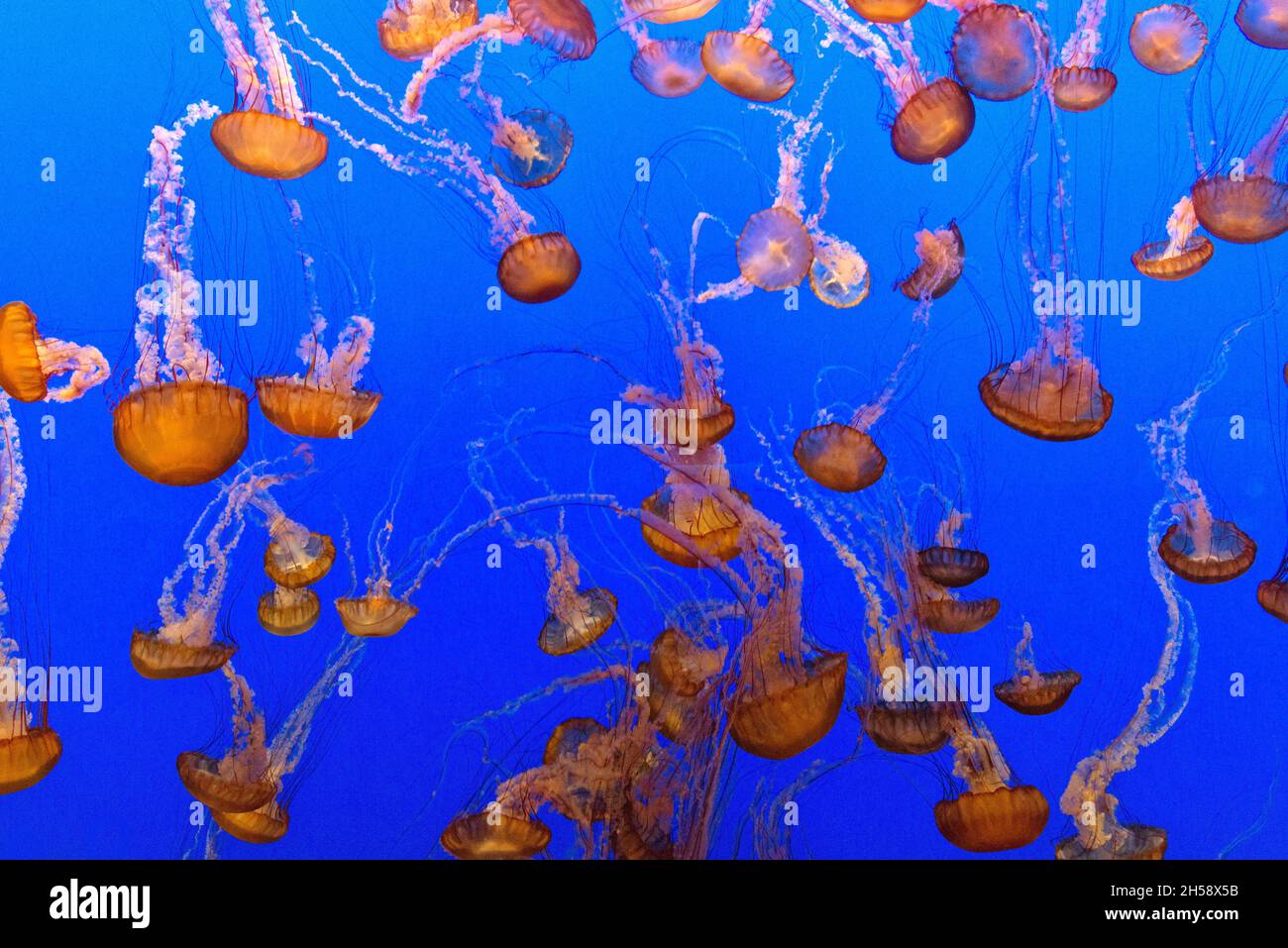 Für die Darstellung von Quallen verwendet das Monterey Bay Aquarium einen Kreisel-Tank, der eine kreisförmige Strömung erzeugt, um die Quallen zu stützen und aufzuhängen. Original im Stockfoto