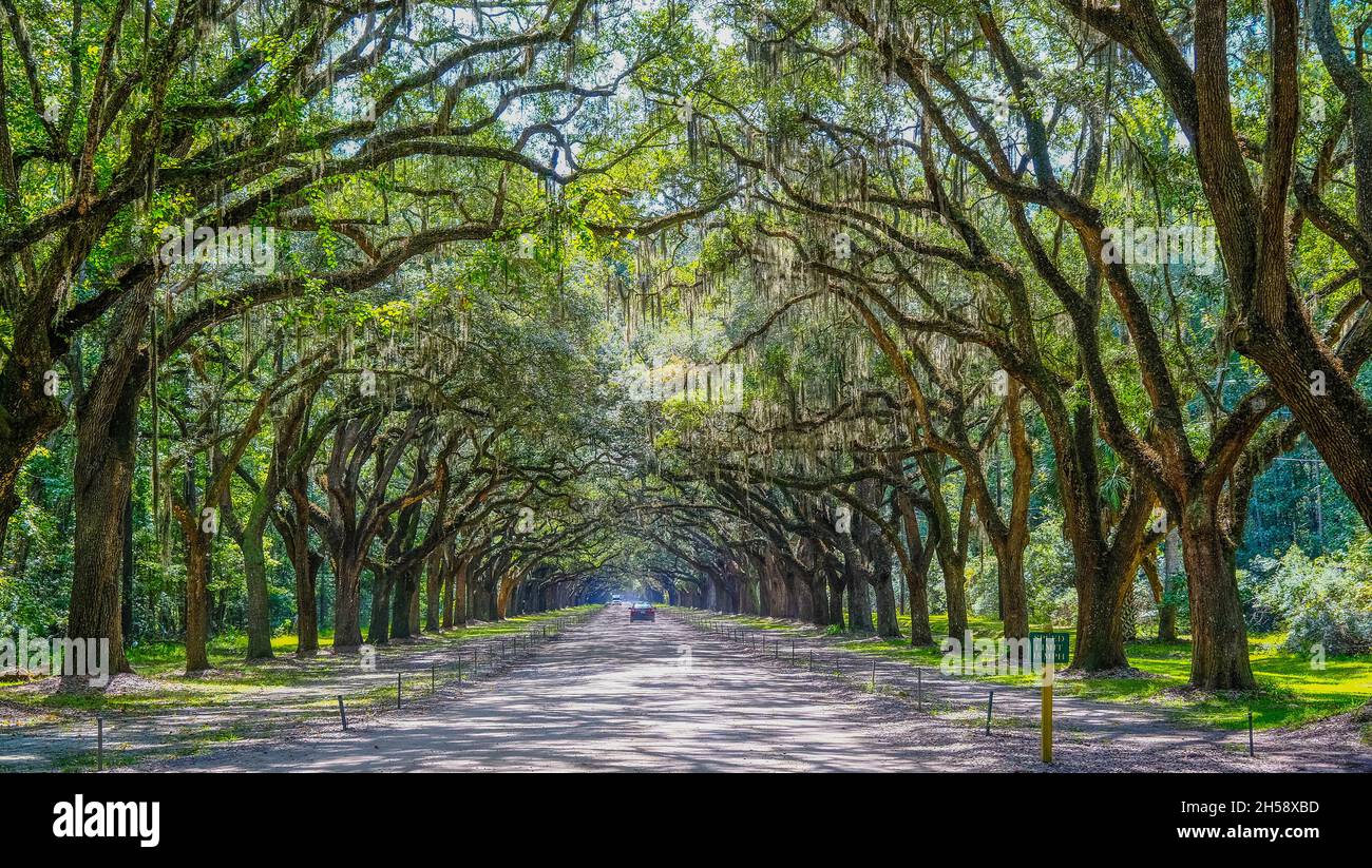 Fahren Sie In Die Wormsloe Plantation Stockfoto
