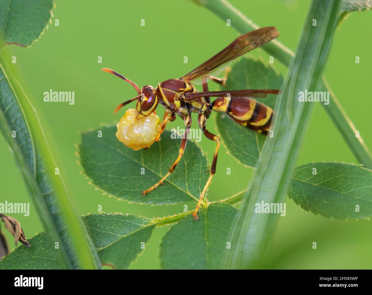 Papierwespe (Polistes bellicosus) auf grünem Hintergrund Stockfoto