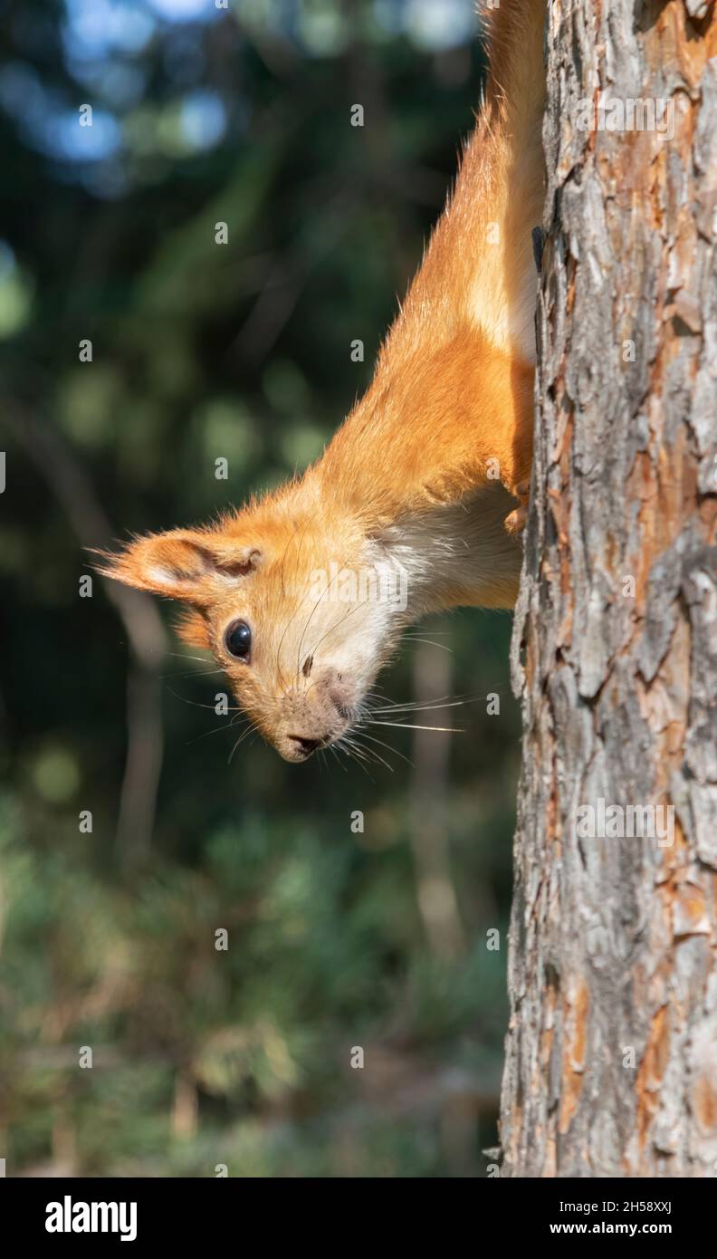 Das eurasische rote Eichhörnchen (Sciurus vulgaris) im Green Island Park, Omsk, Russland Stockfoto