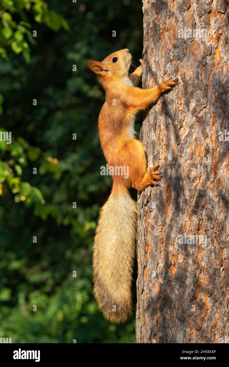 Das eurasische rote Eichhörnchen (Sciurus vulgaris) im Green Island Park, Omsk, Russland Stockfoto