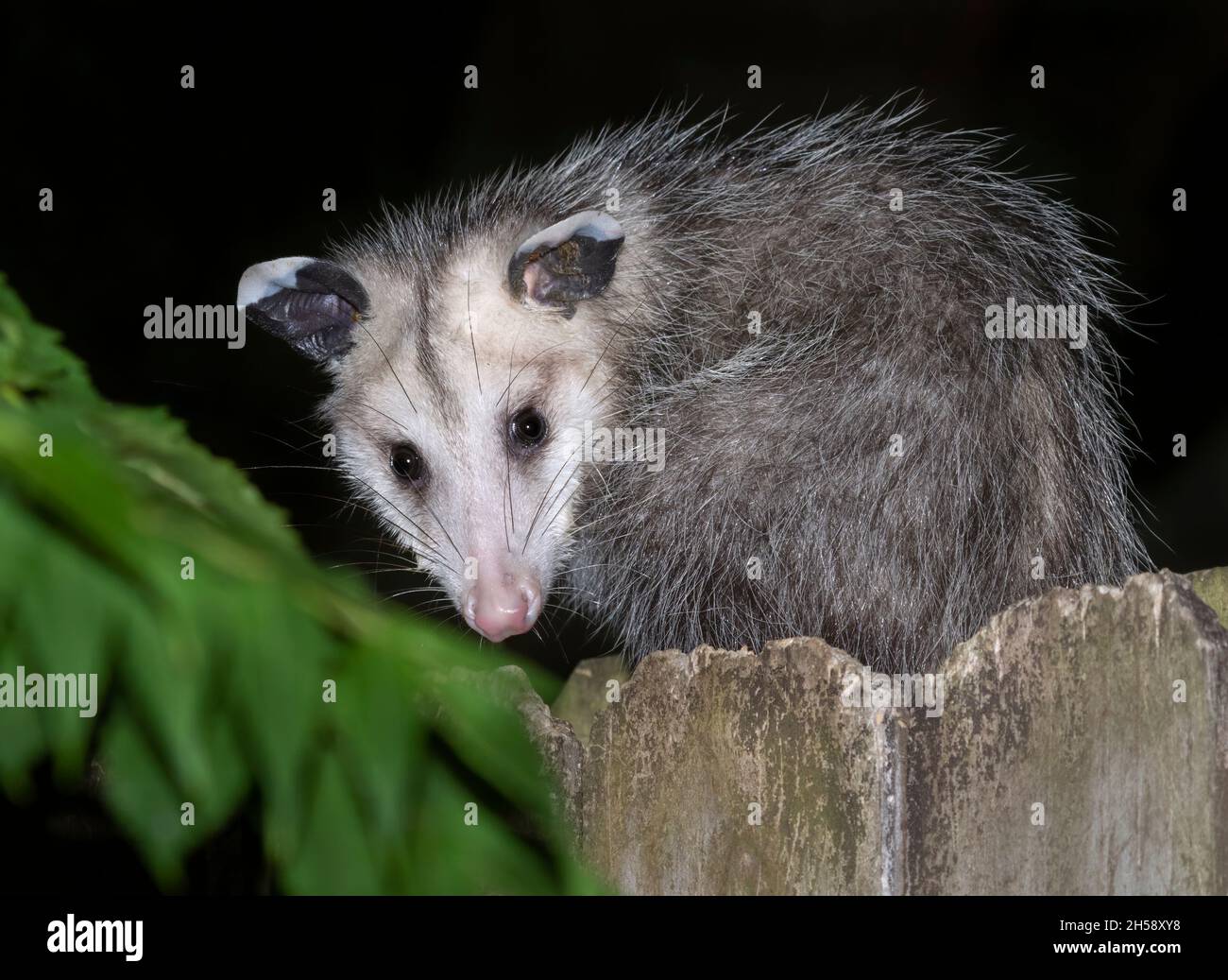 Virginia opossum am Zaun Stockfoto