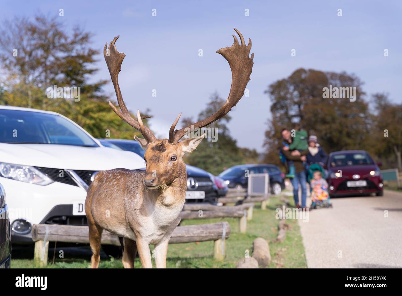 Damhirsche stehen auf und schauen am sonnigen Herbstnachmittag in Sevenoaks Weald Kent UK nach oben Stockfoto