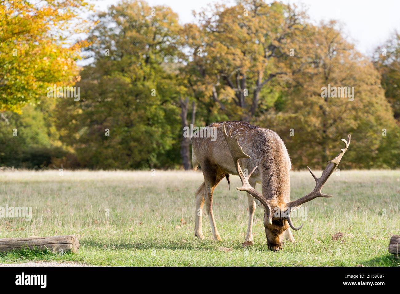 Damhirsche grasen unter sonnigen Herbstnachmittagen in Sevenoks Weald Kent UK Stockfoto