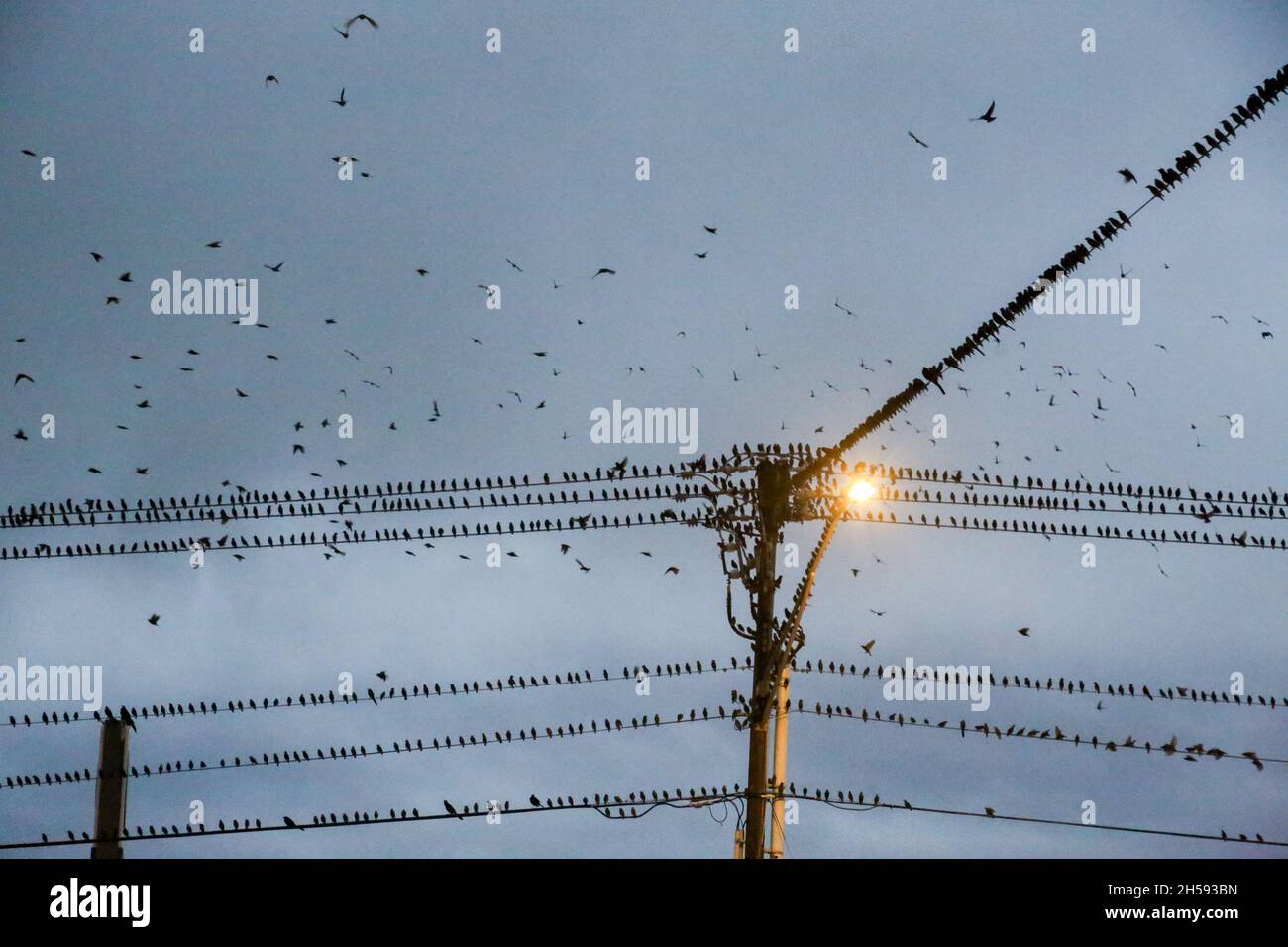 Amseln treffen sich in El Reno, Oklahoma Stockfoto