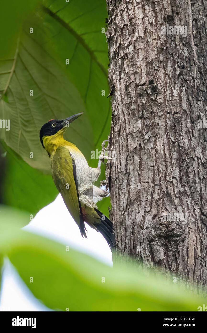 Bild des Schwarzkopfspechts (Picus erythropygius)auf einem Baum im Hintergrund der Natur. Vogel. Tiere. Stockfoto