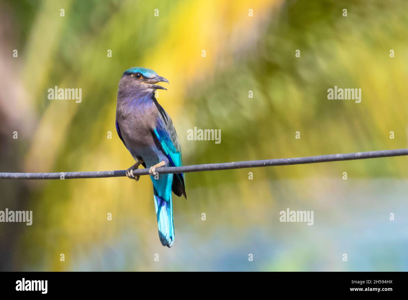Bild eines Indochinesen-Rollvogels (Coracias affinis) auf Naturhintergrund. Vogel. Tiere. Stockfoto