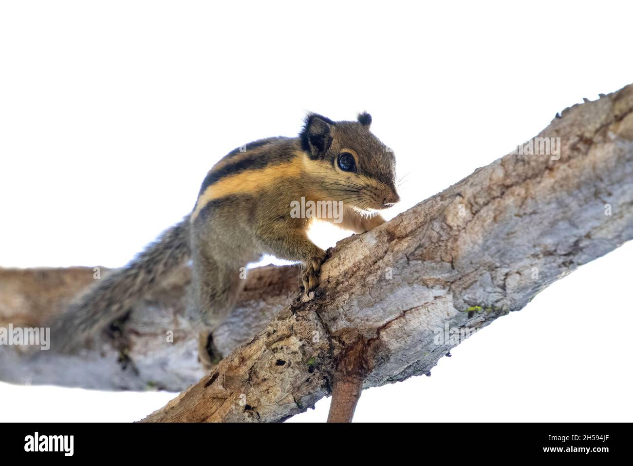 Bilder von himalaya-gestreiften Eichhörnchen oder burma gestreiften Eichhörnchen (Tamiops mcclellandii) auf einem Baum. Wilde Tiere. Stockfoto