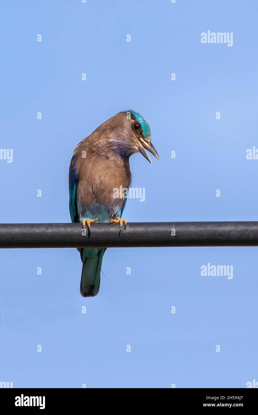 Bild eines Indochinesen-Rollvogels (Coracias affinis) auf Naturhintergrund. Vogel. Tiere. Stockfoto