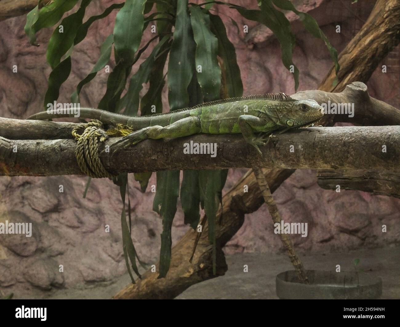 Malabon City, Philippinen. November 2021. Ein Leguan, der auf einem Baumzweig im Malabon Zoo gesehen wurde.der Malabon Zoo auf den Philippinen hatte nach der Schließung aufgrund einer Covid-19-Pandemie eine weiche Öffnung. Als Metro Manila Downgrade auf Alarmstufe 2 Status. Manny Tangco, die Zoobesitzerin, rief zu Geldspenden auf, um die Nahrung der Tiere zu finanzieren. (Foto: Josefiel Rivera/SOPA Images/Sipa USA) Quelle: SIPA USA/Alamy Live News Stockfoto