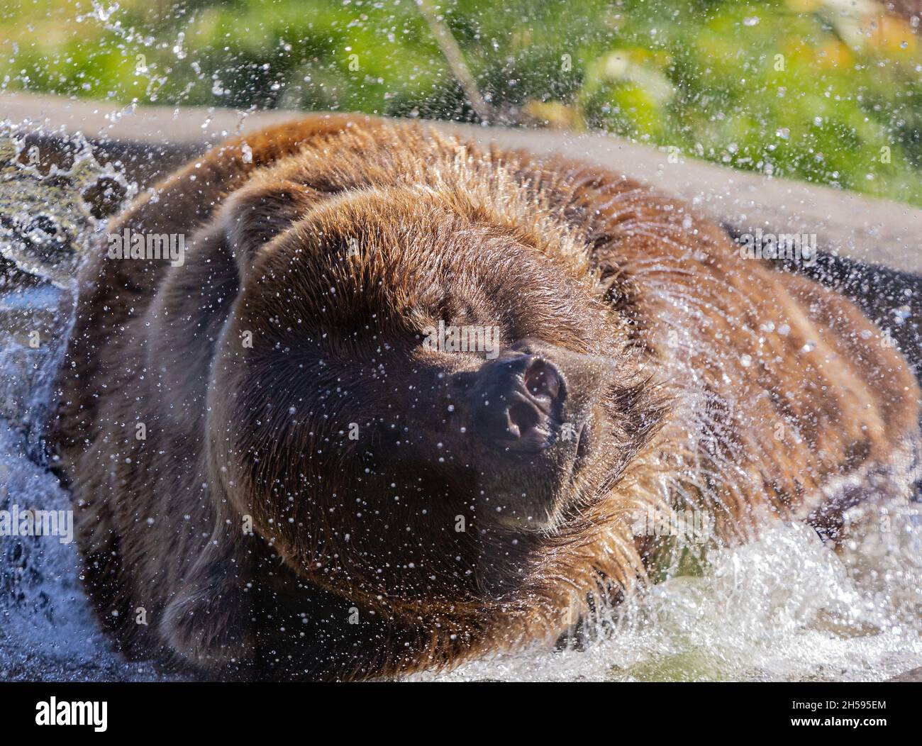 Ein Braunbär spielt im Wasser. Genießen Sie die Sonne an heißen Tagen im Wasser. Reisefoto, selektiver Fokus, keine Menschen, Konzeptfoto wilde Anim Stockfoto