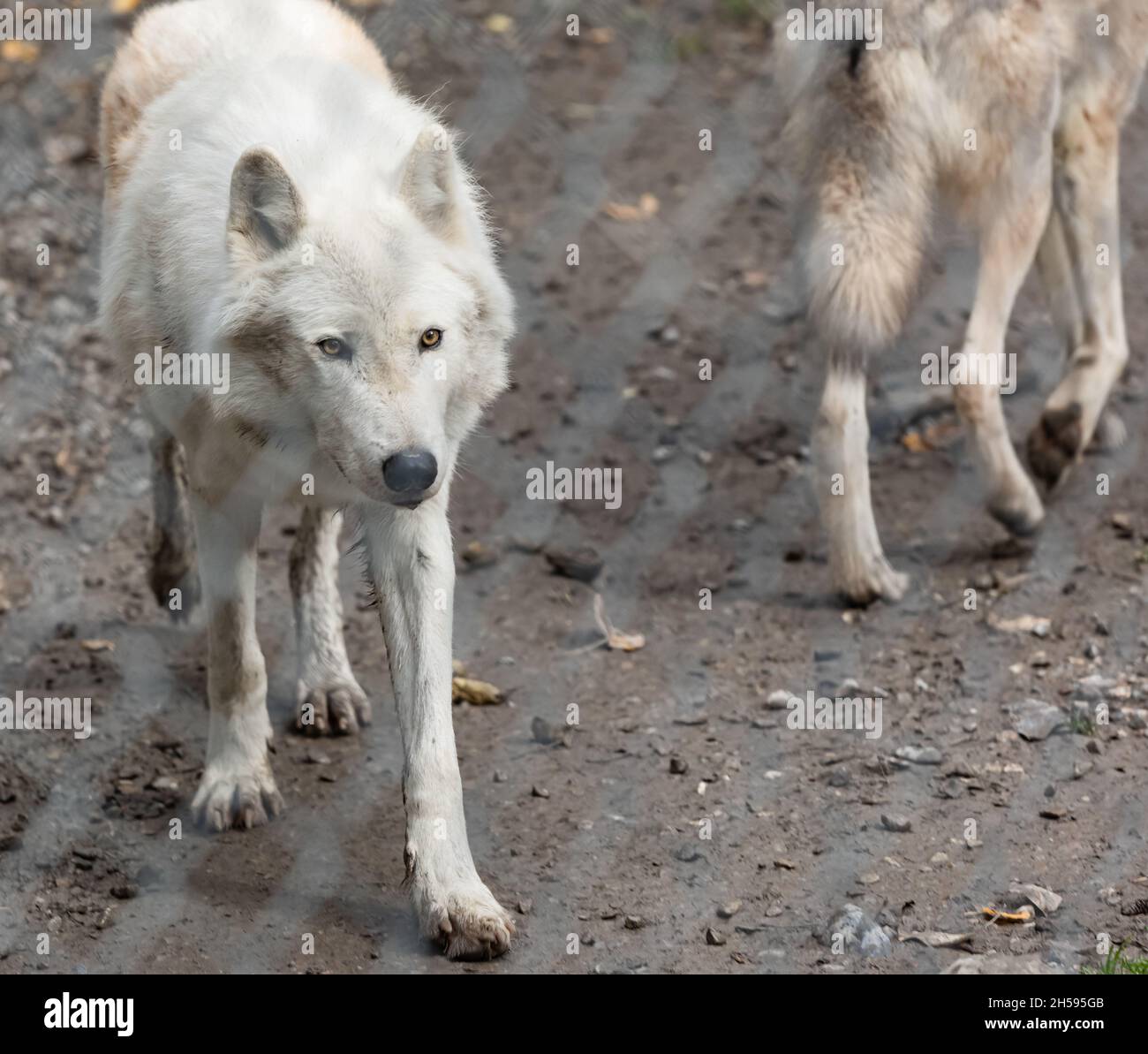 Zwei arktische Wölfe - Canis lupus arctos - in Gefangenschaft. Nahaufnahme eines weißen arktischen Wolfes. Reisefoto, selektiver Fokus, keine Menschen Stockfoto