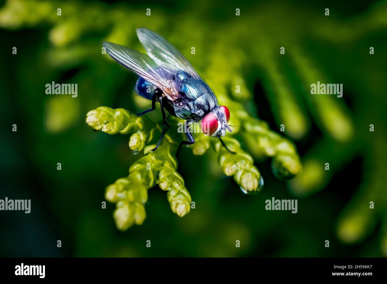 Blue Bottle Fly/Blow Fly (Calliphora vomitoria) Makro, auf einem immergrünen Ast gelegen. Stockfoto