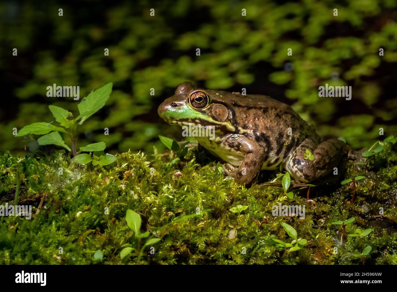 American Bullfrog (Lithobates catesbeianus) ruht in der Nachmittagssonne auf einem moosbedeckten Baumstamm. Stockfoto