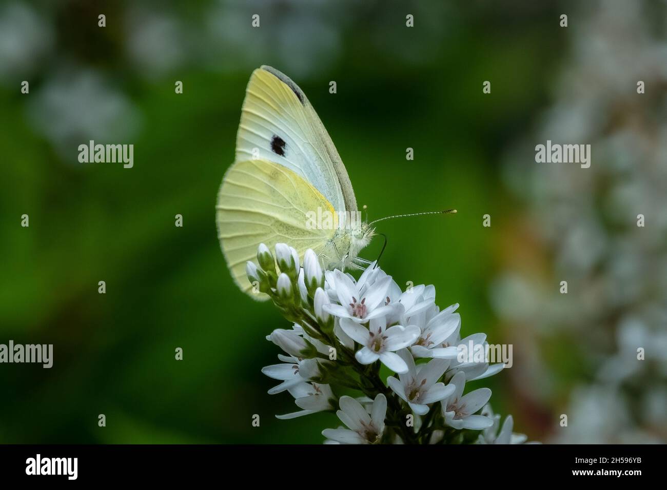 Der Weißbauch-Schmetterling (Pieris rapae) thronte und ernährte sich in der Sommersonne an einer Schwanenhalsblüte. Stockfoto