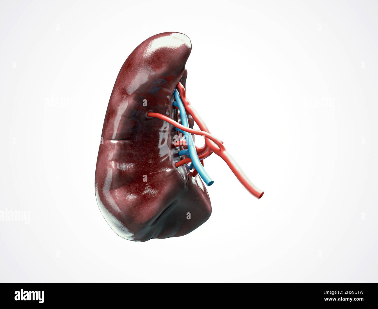Anatomisch genaue 3d-Darstellung der Milz der menschlichen inneren Organe mit auf Weiß isolierten Blutgefäßarterien und Venen Stockfoto