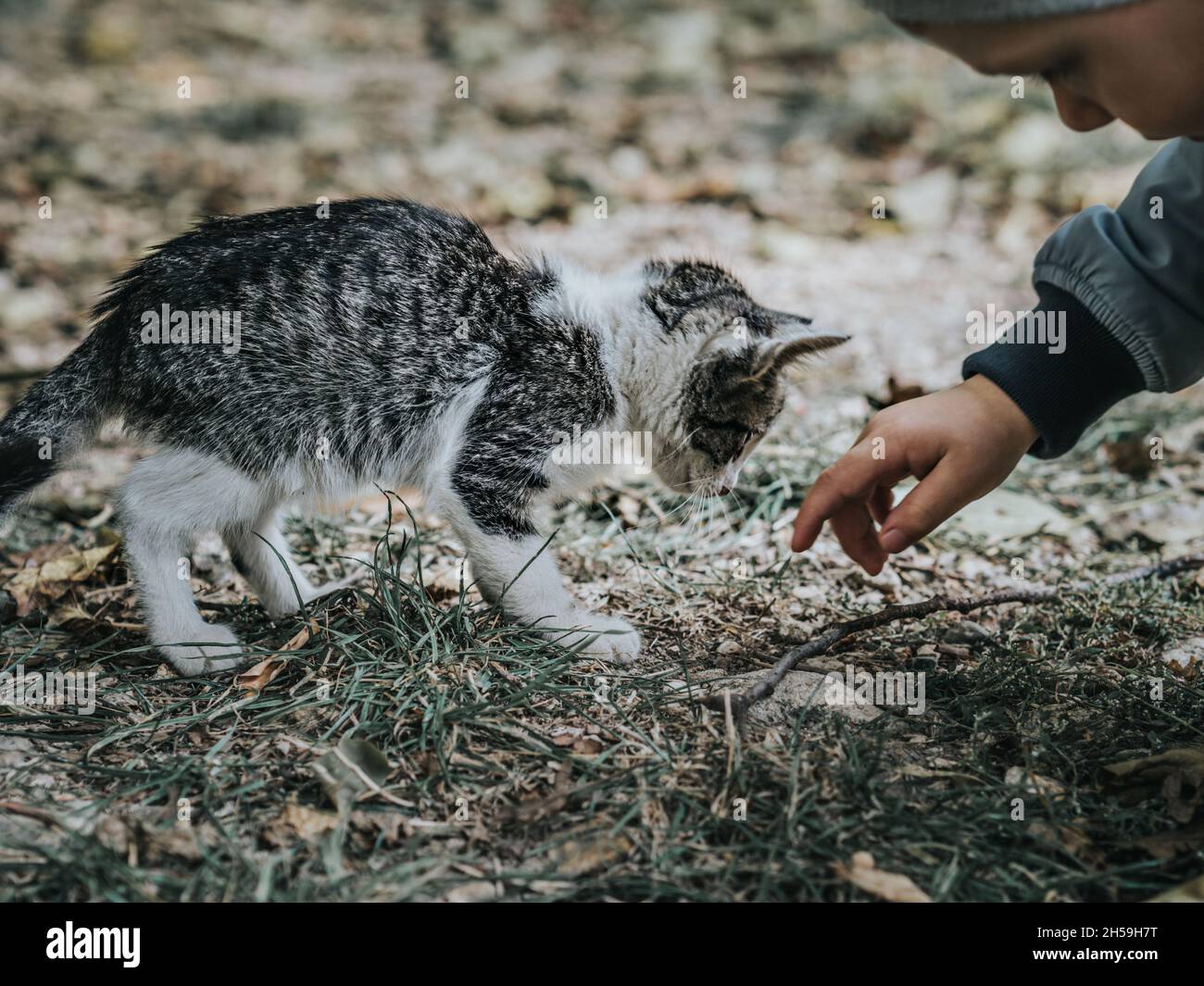 Das Kind spielt mit einem obdachlosen Kätzchen. Stockfoto