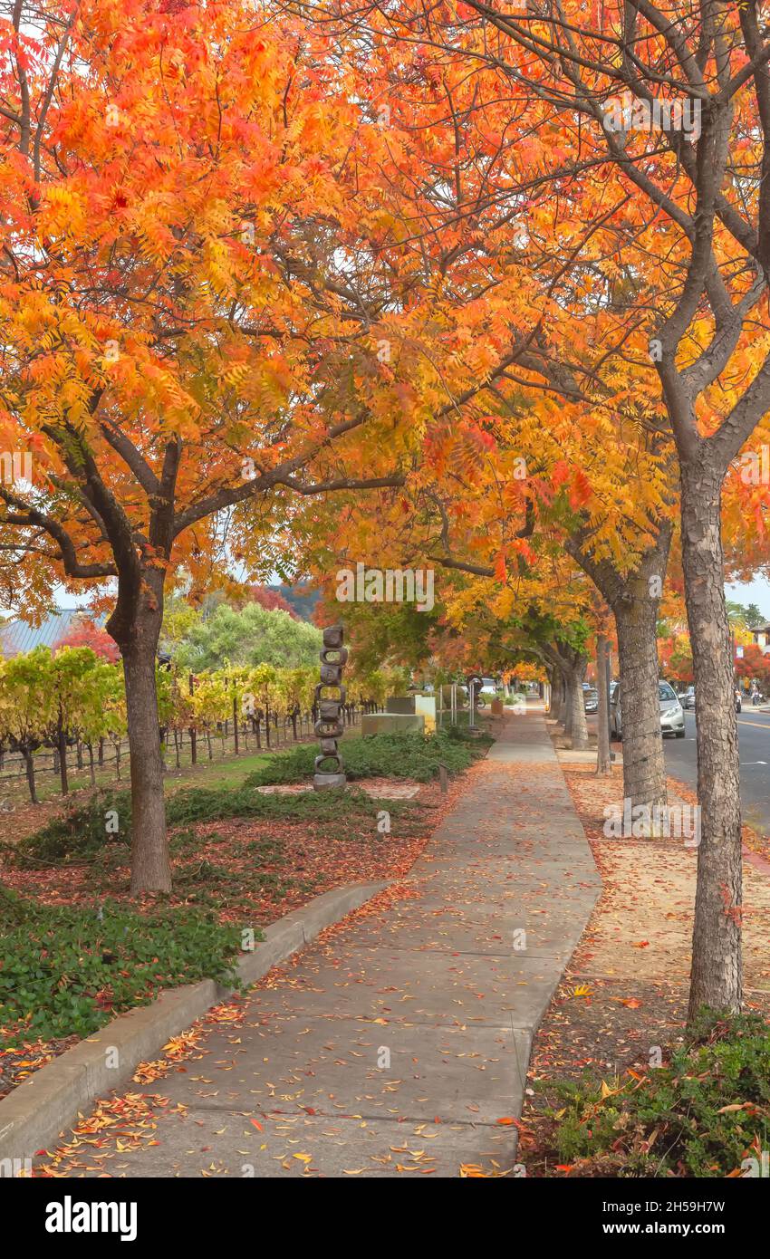 Chinesische pistache (Pistacia chinensis), in den Farben des Herbstes, auf der Straße von Yountville, Napa Valley, Kalifornien, USA. Stockfoto