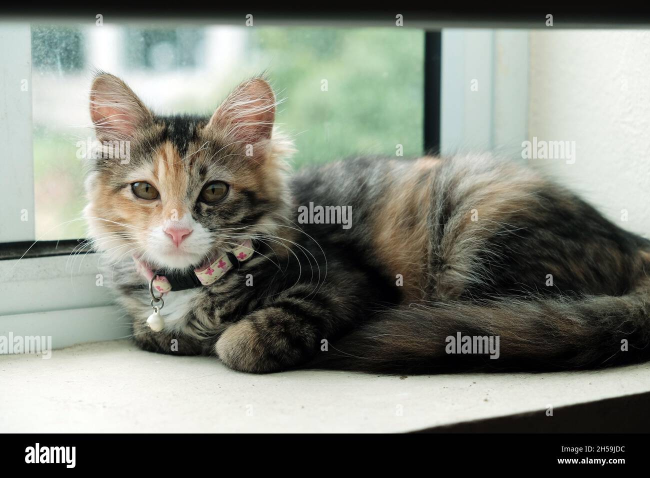 Katze an einem Fenster Stockfoto