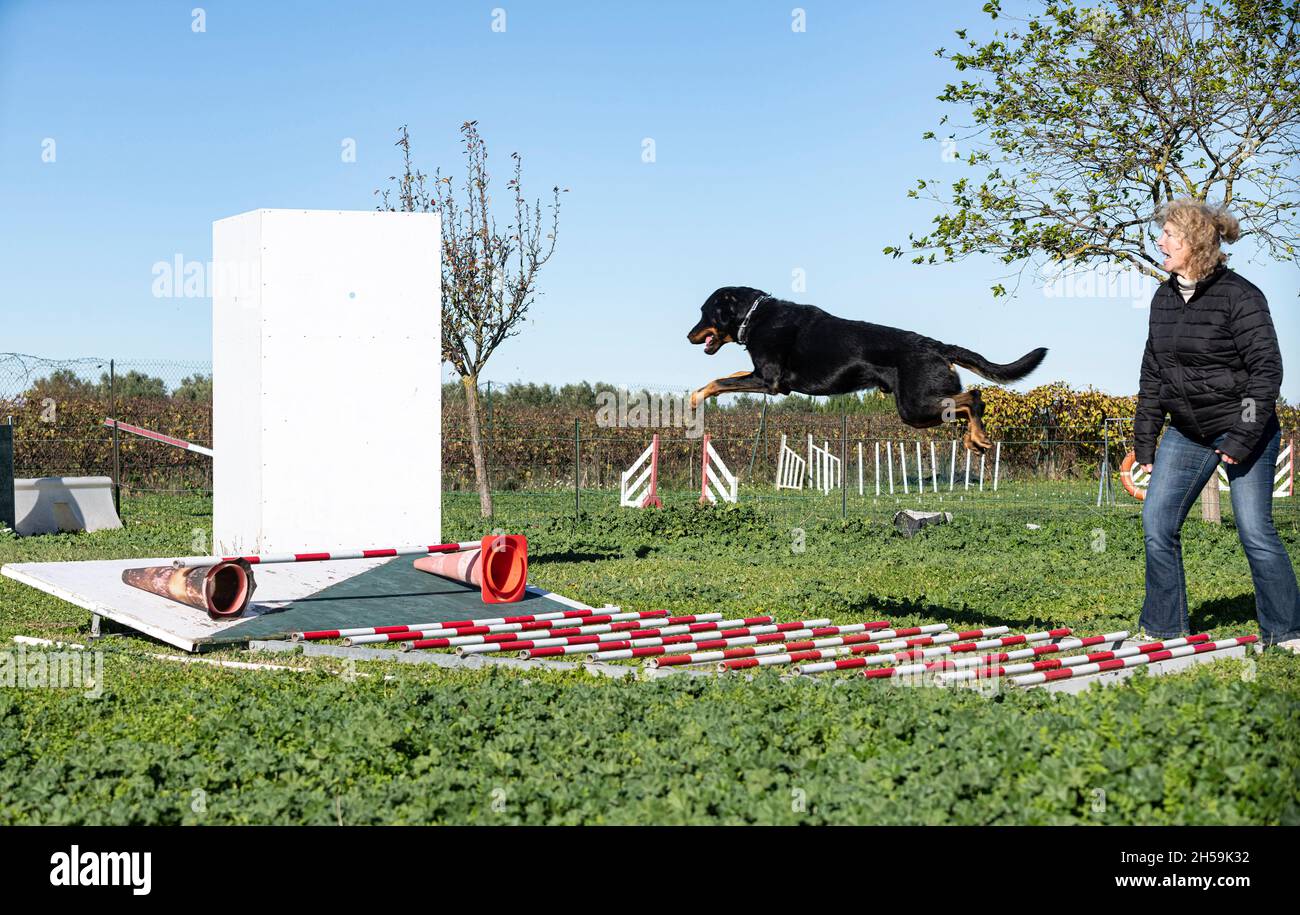 französisch Schäfertraining in der k9 mit seinem Besitzer Stockfoto