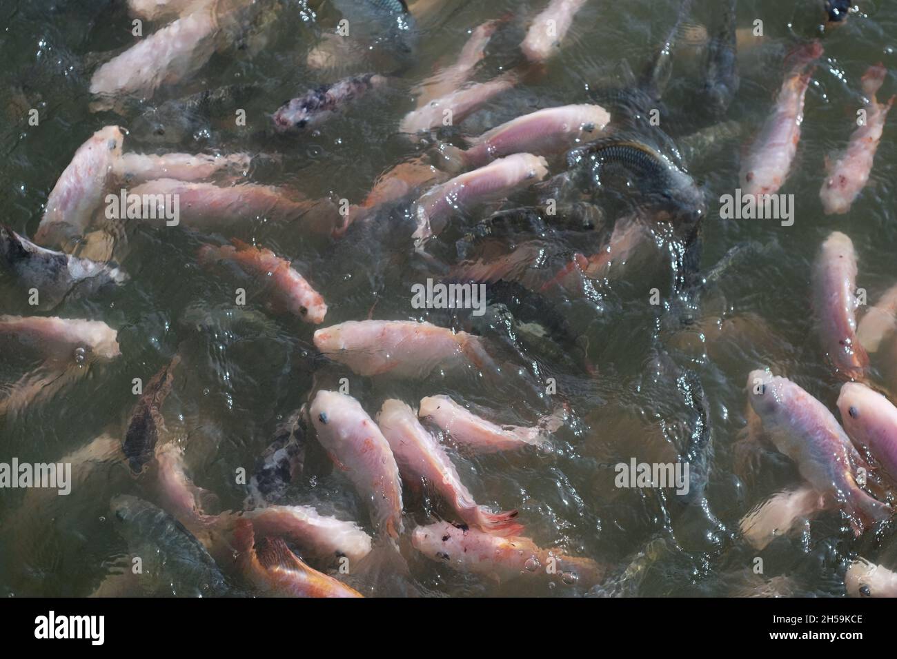 Fressen von Fischwahnsinn Stockfoto