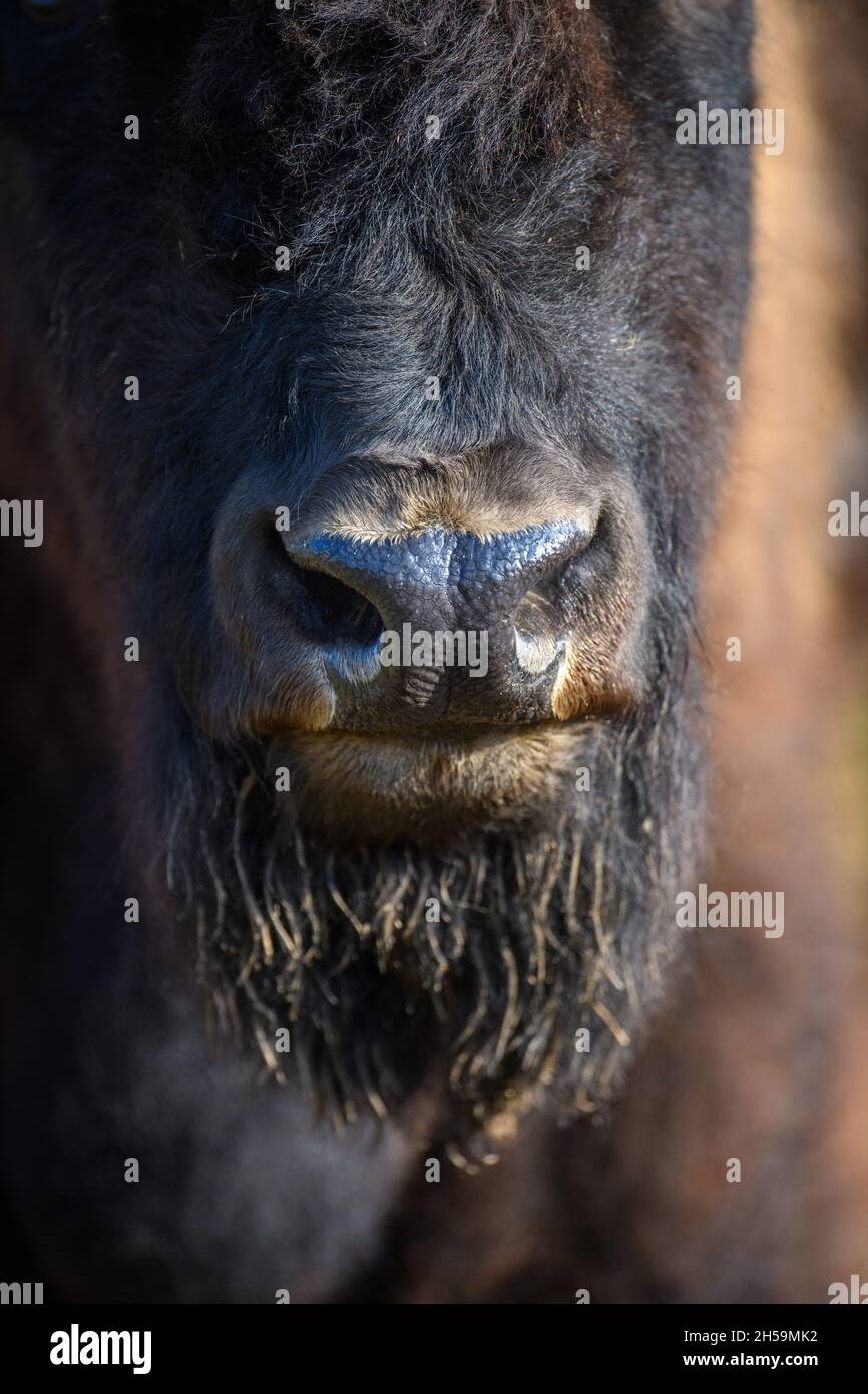 Große braune Bison Nase und Bart Nahaufnahme Detail Stockfoto