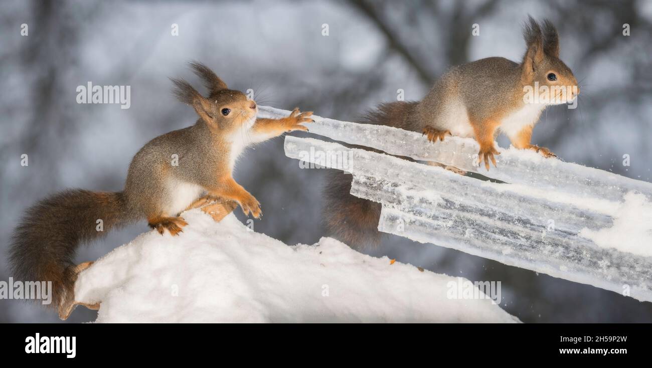 Lustige eiszapfen Fotos und Bildmaterial in hoher Auflösung Alamy