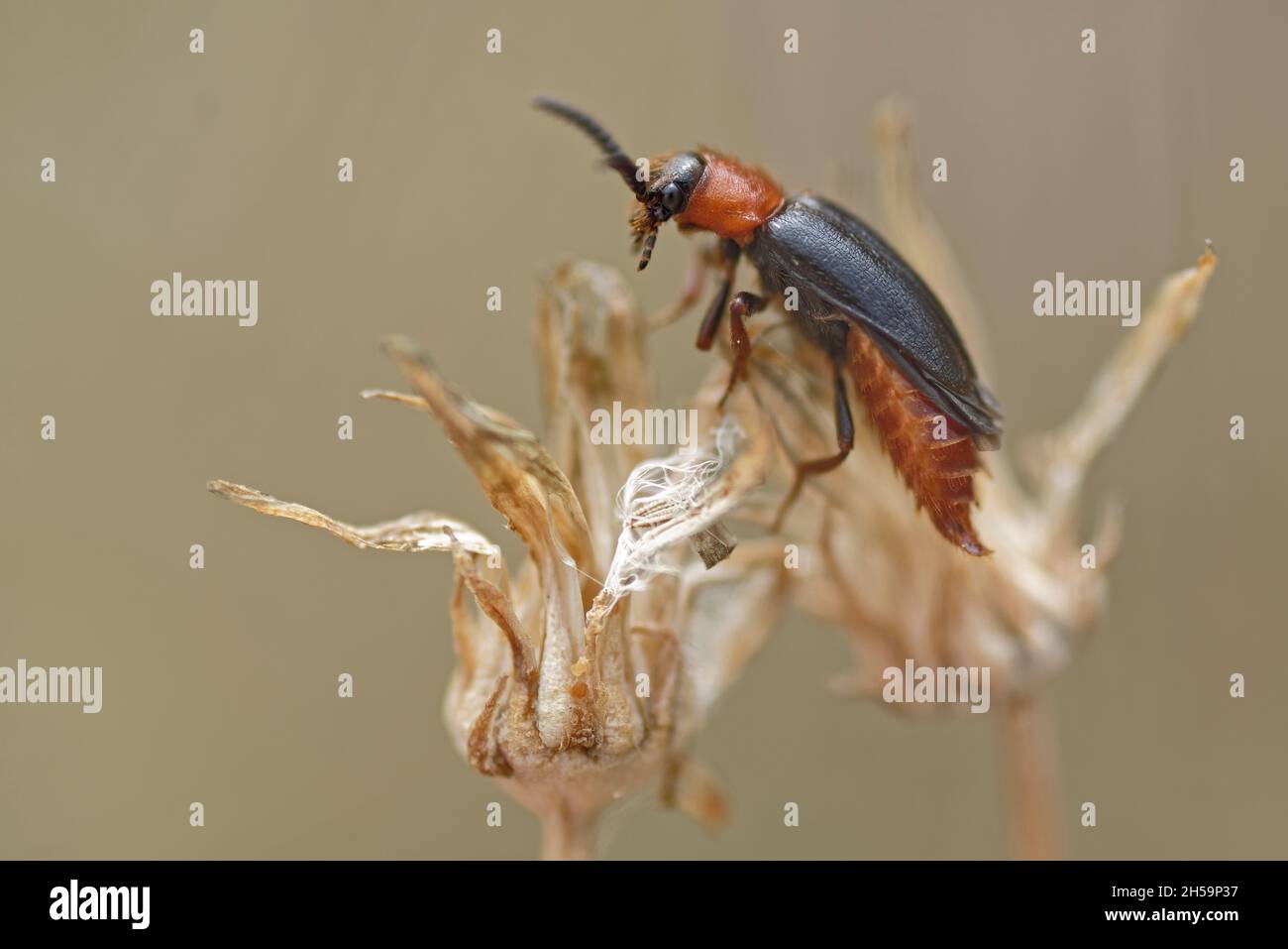 Cantharis pellucida, allgemein als „Soldier Beetle“ bezeichnet. Stockfoto