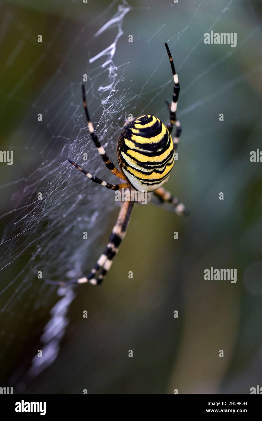 Argiope bruennichi. Gemeinhin als „Wasp Spider“ bezeichnet Stockfoto