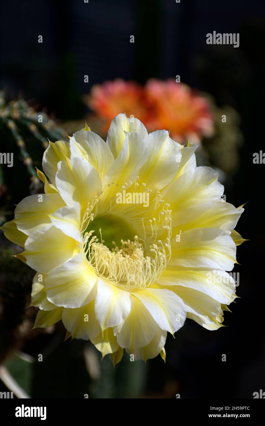 ECHINOPSIS Hybrid Icarus mit gelben Blüten auf dunklem Kaktushintergrund. Stockfoto