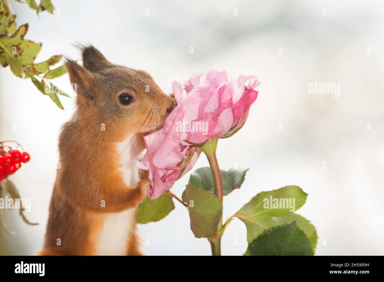 Eichhörnchen stehend mit einer rose Stockfoto