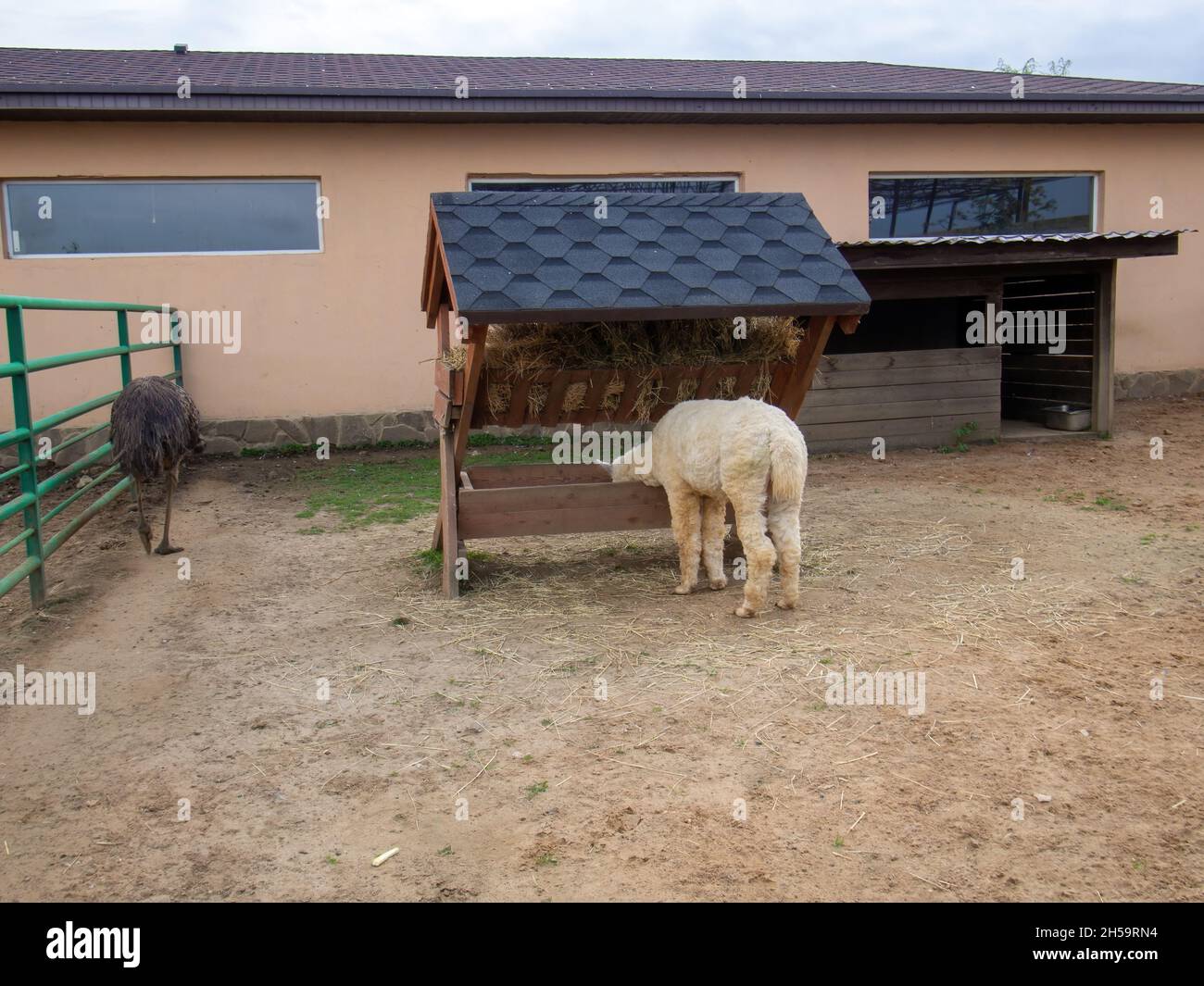 Shaggy Lama isst im Sommer von einem Futterhäuschen im Zoo Stockfoto