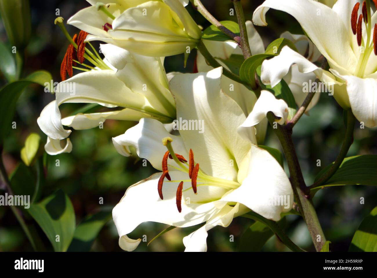 Nahaufnahme der Lilium Candidum (Madonna/Weiße Lilie) Blume im Dalemain Mansion & Historic Gardens, Lake District National Park, Cumbria, England, Großbritannien. Stockfoto