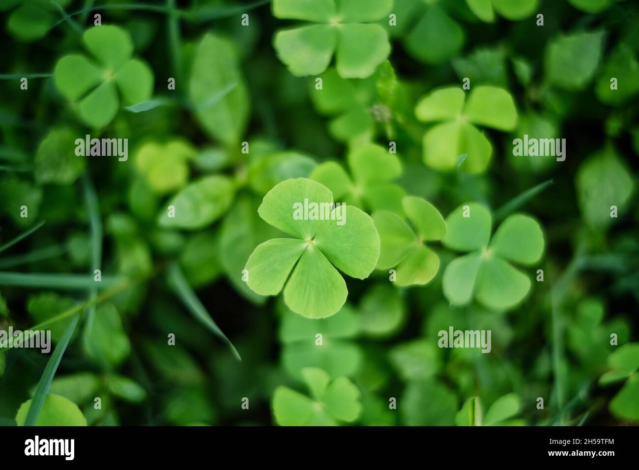 Grüne 4 Blatt Kleeblätter aus einem Garten. Lucky Irish Four Leaf Clover Hintergrund im Feld für St. Patrick Day. Die vier Blätter repräsentieren Hoffnung, Glaube, l Stockfoto