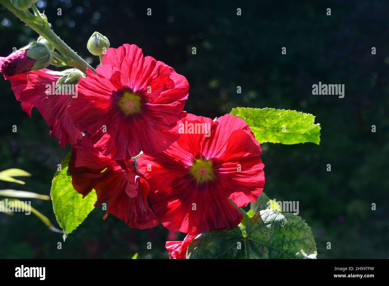 Rote Hollyhocks (Alcea rosea) Blumen, die im Dalemain Mansion & Historic Gardens, Lake District National Park, Cumbria, England, Großbritannien, angebaut werden. Stockfoto